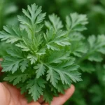 newimgi_20_Wormwood-Herb-1.webp